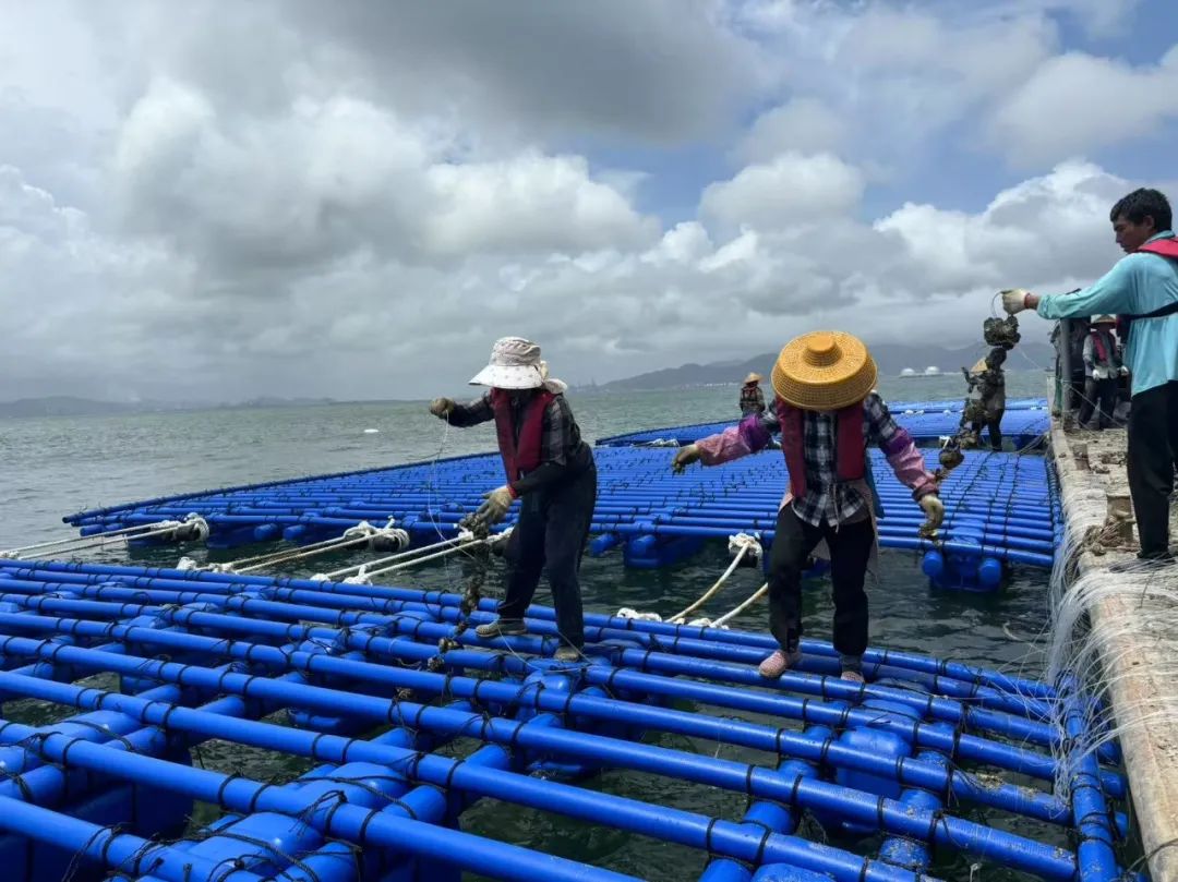 亞通資訊 | 亞通抗風(fēng)浪蠔排成功抵御臺(tái)風(fēng)“韋帕”！